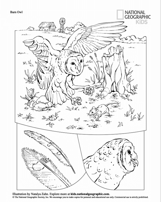 5 Coloring Books Bundle (Digital Download)