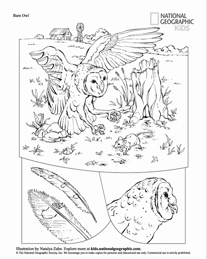 5 Coloring Books Bundle (Digital Download)