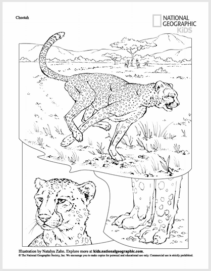 5 Coloring Books Bundle (Digital Download)